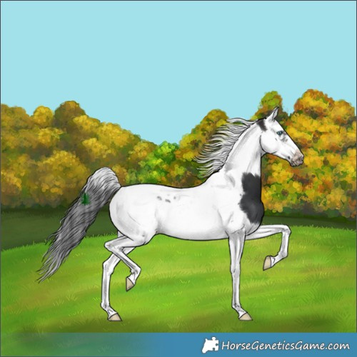 Horse Color:Brown Splash Tobiano Frame 