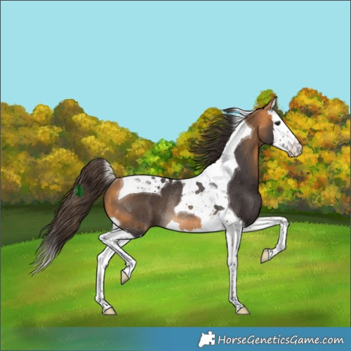 Horse Color:Buckskin Splash Tobiano Rabicano 