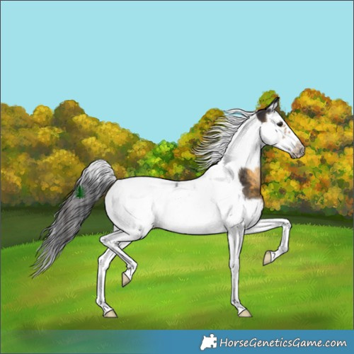 Horse Color:Buckskin Splash Tobiano Frame Rabicano