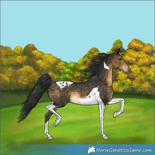 Horse Color:Buckskin Tobiano Rabicano