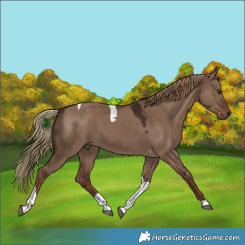 Horse Color:Liver Red Dun Tobiano 