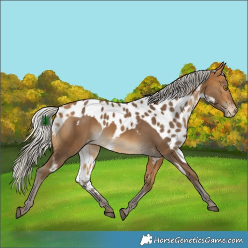 Horse Color:Silver Buckskin Skewed Appaloosa Rabicano