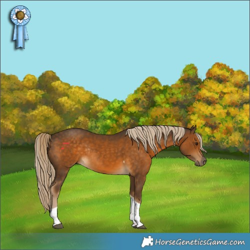 Horse Color:Chocolate Palomino Tobiano Rabicano