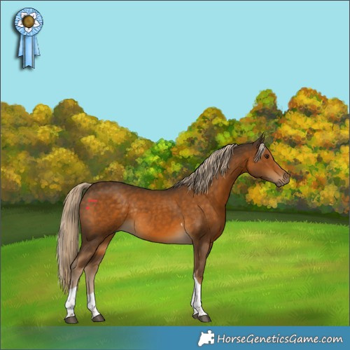 Horse Color:Chocolate Palomino Tobiano Rabicano 