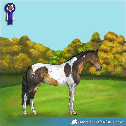 Horse Color:Buckskin Tobiano