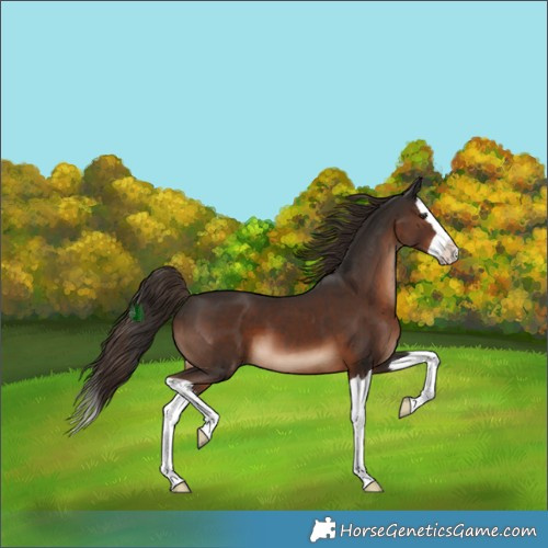 Horse Color:Liver Chestnut Splash