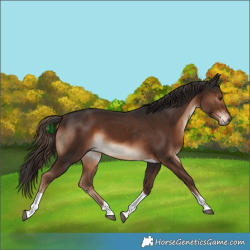 Horse Color:Liver Chestnut Tobiano Rabicano