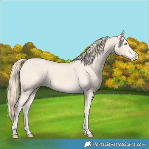 Horse Color:Perlino Appaloosa