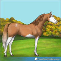 Horse Color:Chestnut Splash Appaloosa