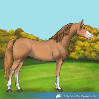 Horse Color:Chestnut Varnish