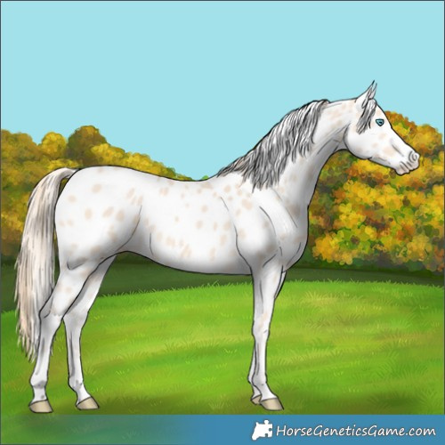 Horse Color:Perlino Appaloosa
