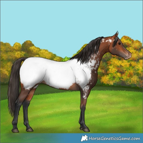Horse Color:Bay Near Fewspot
