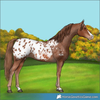 Horse Color:Chestnut Splash Appaloosa