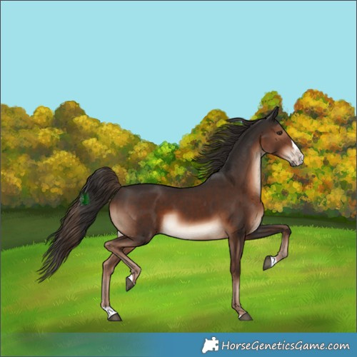 Horse Color:Liver Chestnut Splash 