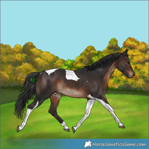 Horse Color:Brown Tobiano Rabicano
