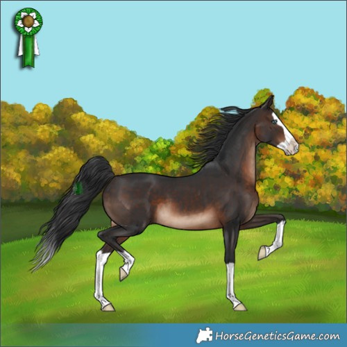 Horse Color:Brown Splash 