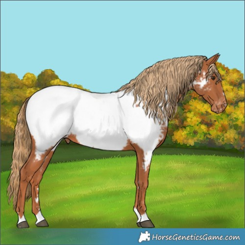 Horse Color:Chestnut Appaloosa