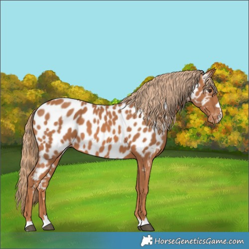 Horse Color:Chestnut Near Leopard