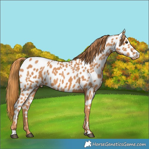 Horse Color:Chestnut Appaloosa