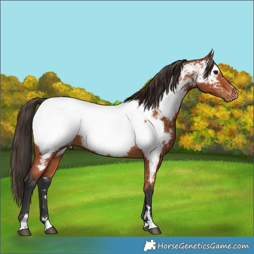 Horse Color:Bay Appaloosa