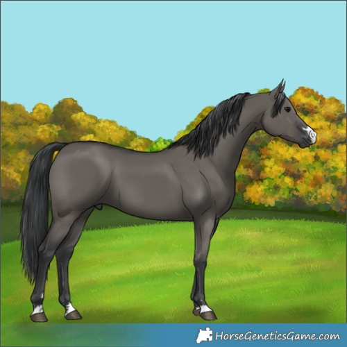 Horse Color:Grullo