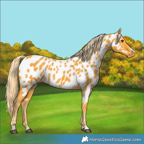 Horse Color:Palomino Near Leopard
