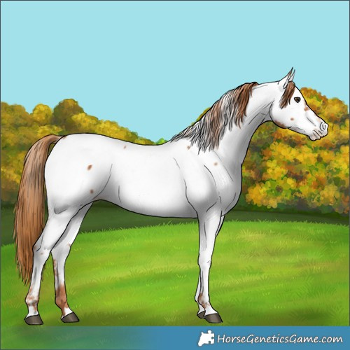 Horse Color:Chestnut Fewspot