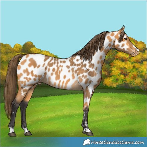 Horse Color:Buckskin Appaloosa 