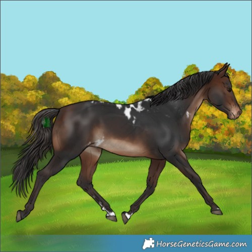 Horse Color:Brown Skewed Appaloosa 