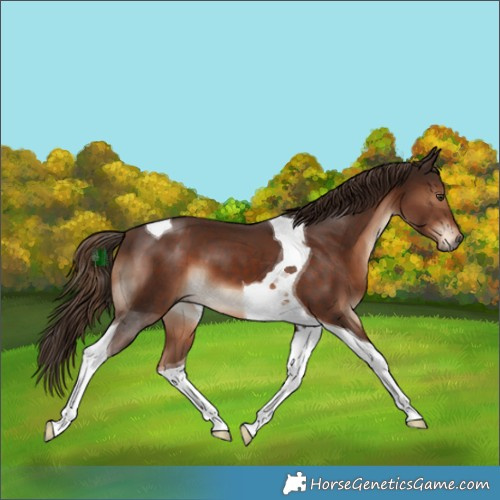 Horse Color:Liver Chestnut Tobiano 