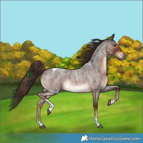 Horse Color:Liver Red Roan Tobiano 