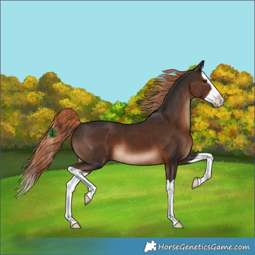 Horse Color:Liver Chestnut Splash