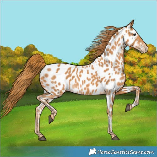 Horse Color:Chestnut Near Leopard
