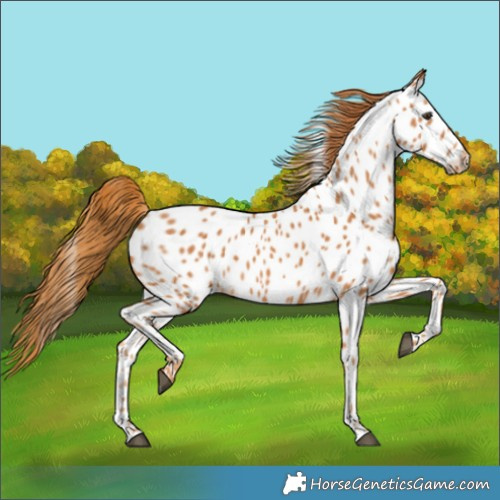 Horse Color:Chestnut Appaloosa 