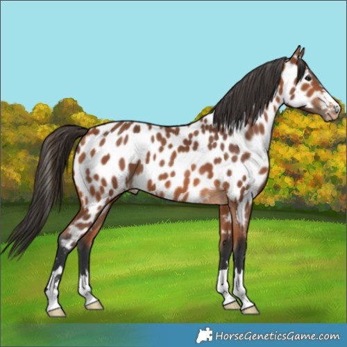 Horse Color:Bay Near Leopard