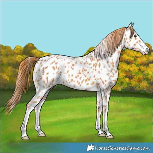 Horse Color:Chestnut Near Leopard 