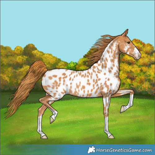 Horse Color:Chestnut Appaloosa 