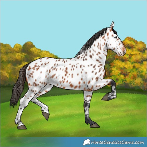 Horse Color:Bay Near Leopard 