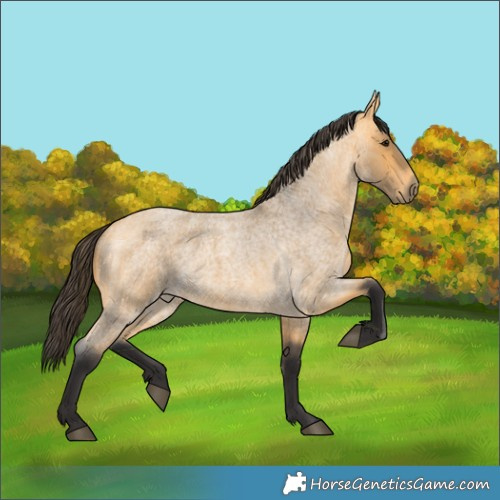 Horse Color:Buckskin Roan 