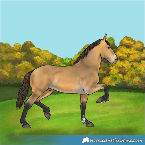 Horse Color:Buckskin