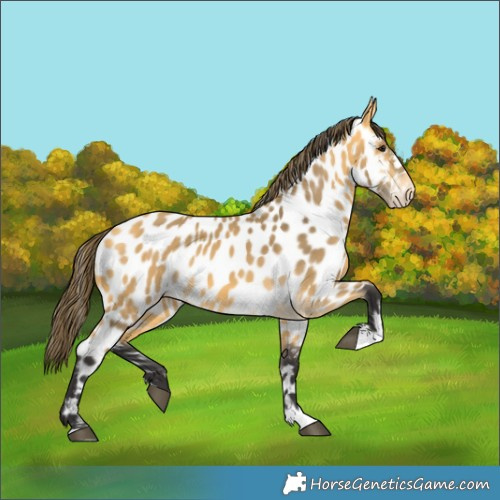 Horse Color:Buckskin Near Leopard 