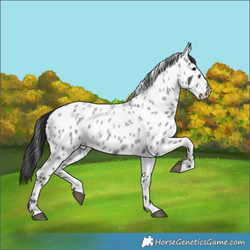 Horse Color:Blue Roan Appaloosa