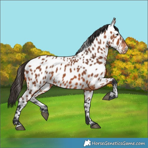 Horse Color:Bay Near Leopard