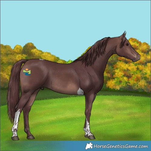 Horse Color:Platinum Chocolate Brown Tobiano 