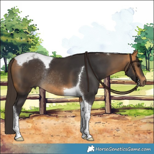 Horse Color:Buckskin Tobiano Rabicano