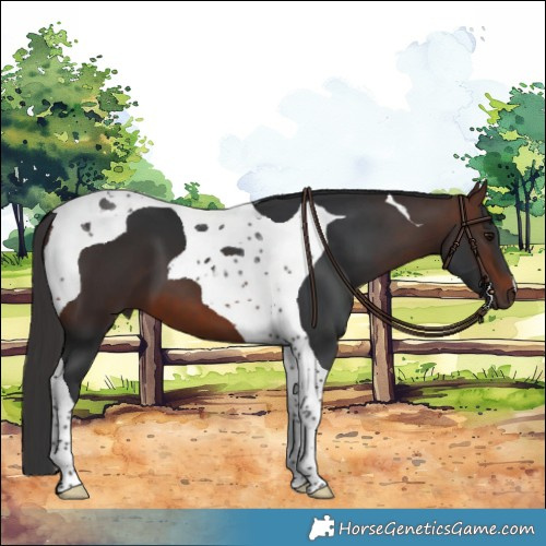 Horse Color:Brown Tobiano 