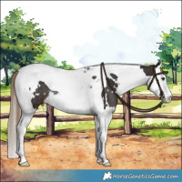 Horse Color:White Spotted Liver Chestnut Splash Tobiano Rabicano 