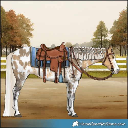 Horse Color:White Spotted Silver Buckskin Dun Appaloosa Rabicano 