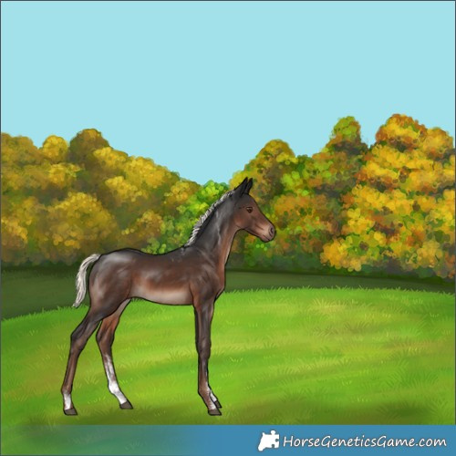 Horse Color:Powder White Liver Chestnut Mushroom Rabicano
