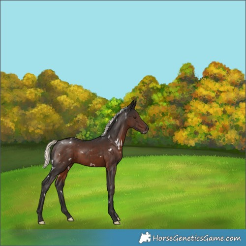 Horse Color:White Spotted Liver Chestnut Mushroom 
